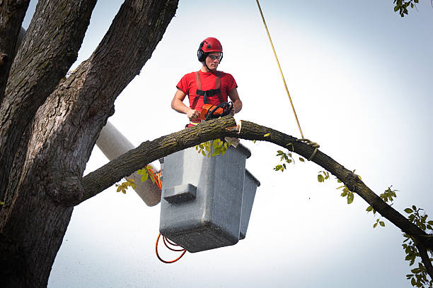 Best Best Tree Removal Services  in Coopersville, MI